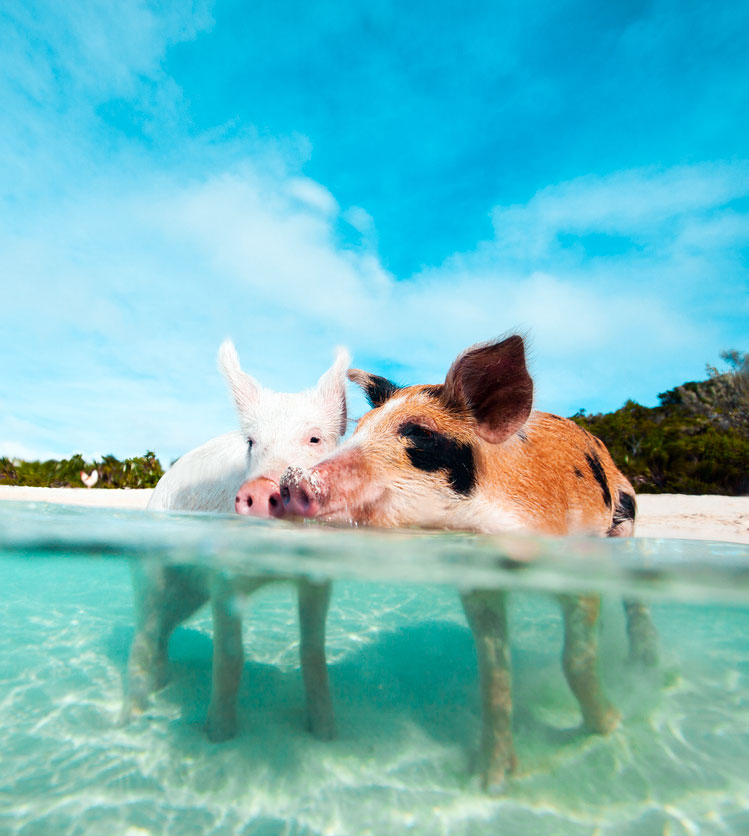 Discounted hotels in Bahamas